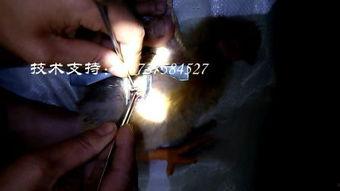 阉割在线视频,技术手段与伦理争议