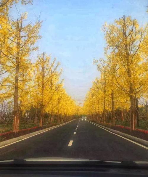 外婆的湖湾在线视频